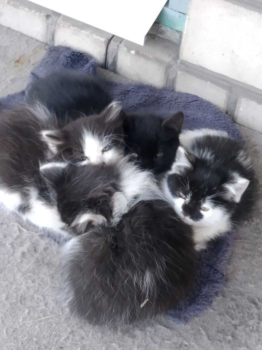Котята Кошенята в добрі руки
