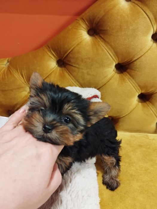 Yorkshire terrier suczka malutka