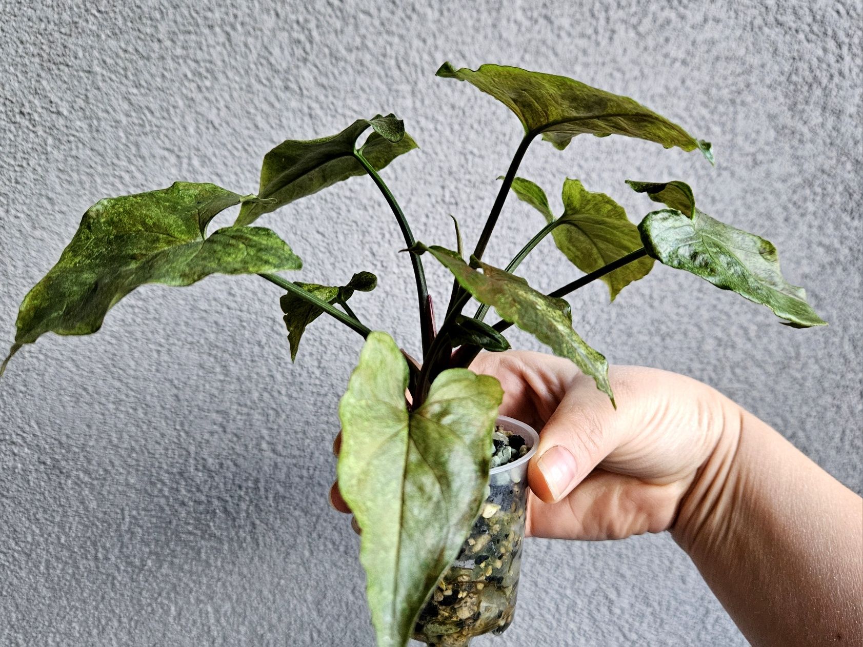 Syngonium kolekcjonerskie Green Rooibos