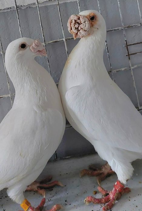 Gołębie staropolskie pocztowe