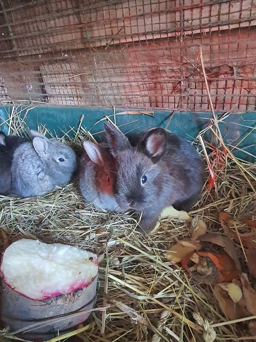 Декоративные кролики