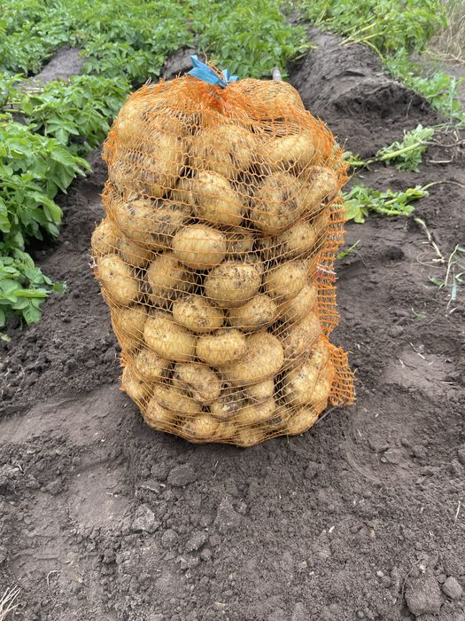 Ziemniaki jadalne  kartofle, pyry odmiana mariola