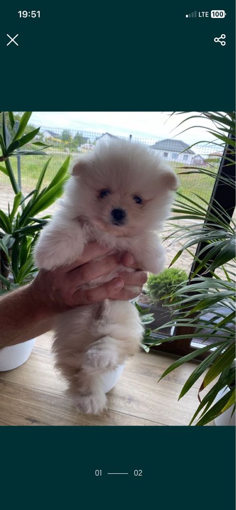 szpic miniaturowy pomeranian