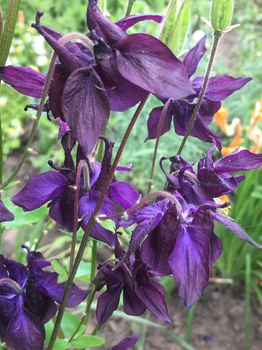 Многолетние цветы и кустарники.