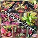 Plantas Carnívoras