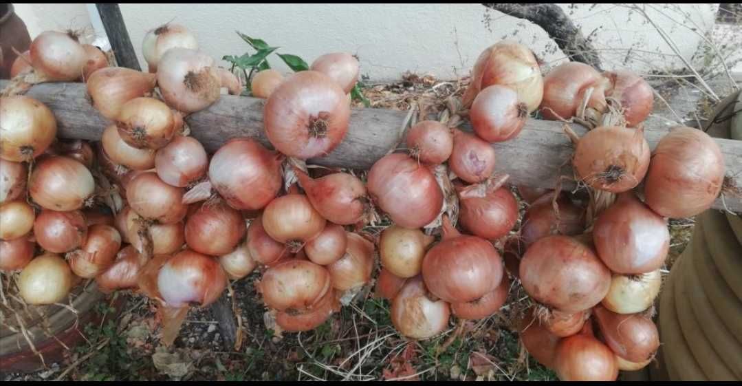 Cebola para restauração ou casa.