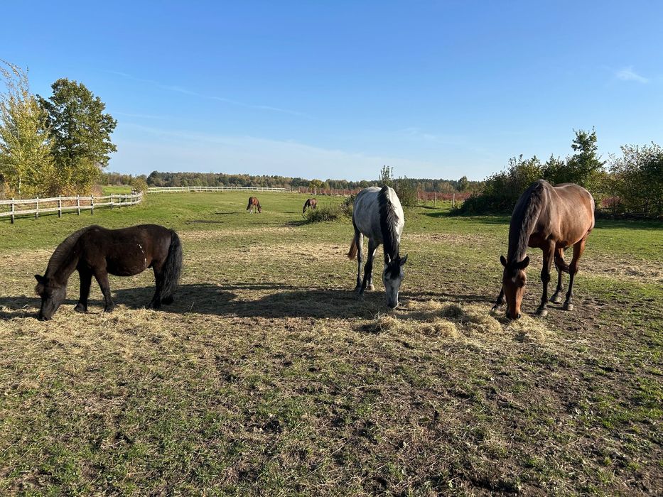 Pensjonat, przyjmujemy odsadki, młodzież, klacze hodowlane i seniorów