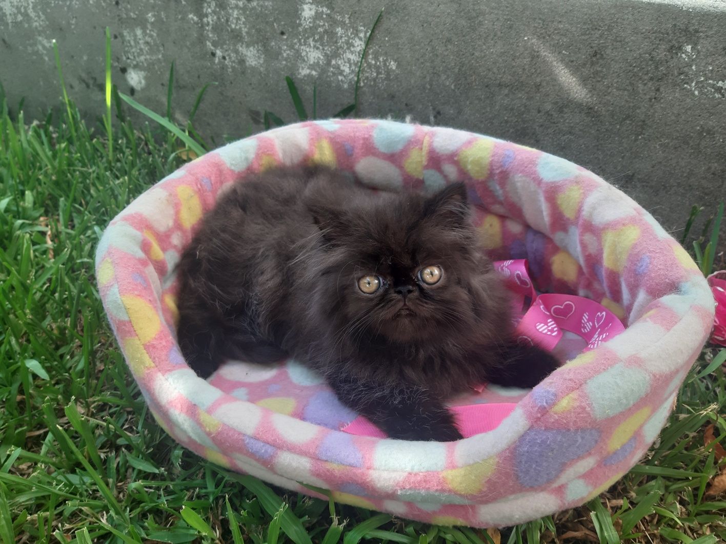 Gato persa preto