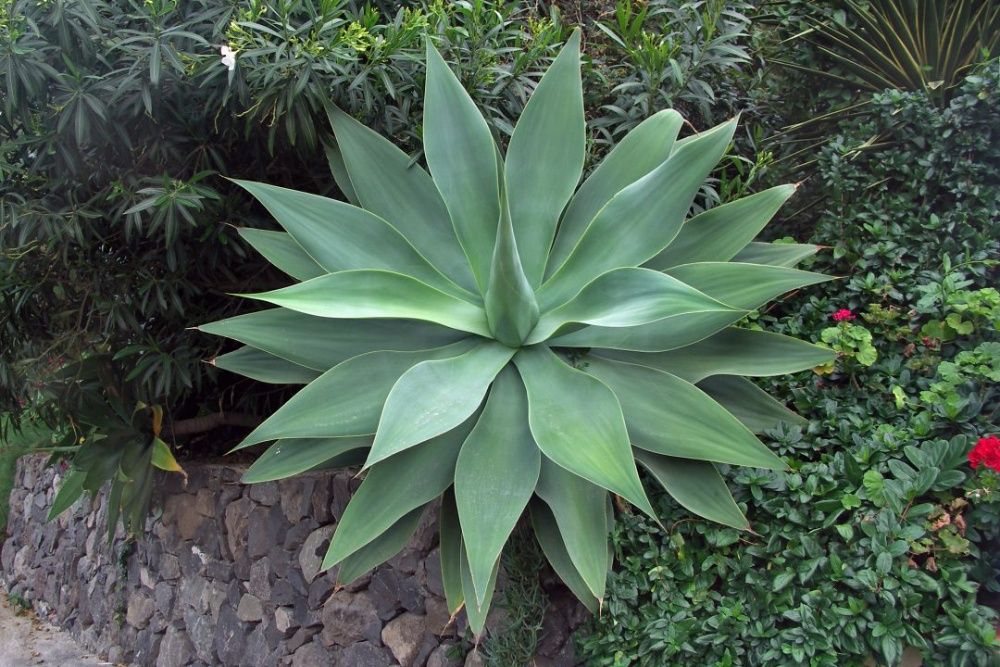 Planta de jardim Agave Dragão e Tromba de Elefante