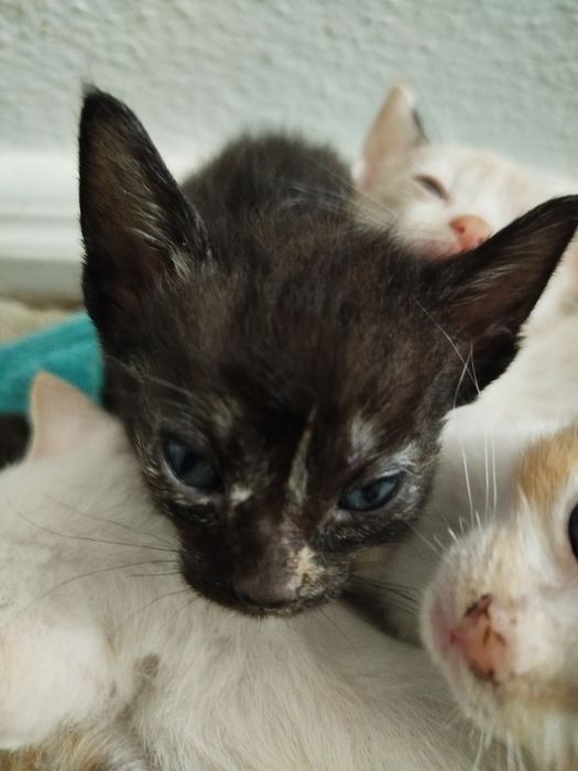 Tenho 6 gatos para dar. 2 machos e 4 fêmeas