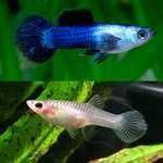 Urgente hypancistrus l066, camarões, plantas,iluminação,escumador
