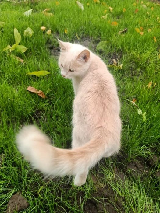 Котики Кошенята Миронівка Київська обл.