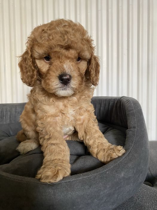 Cavapoo F1B Alex Cavapoo&Pudel miniaturowy