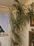Dracena marginata