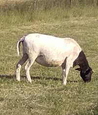 Dorper PARA   owca  tryk  czysta rasa.