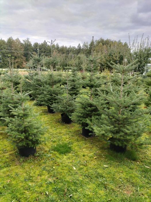 Świerki/jodły koreańskie w donicach