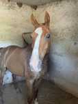 Cavalo Capado com papeis