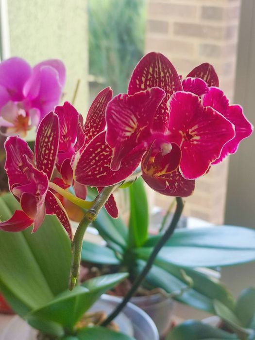 Орхідея Чері бомб метелик