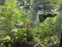 Oddam pilnie 3gupiki i 4krewetki blue
