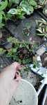pilea depressa roślinki