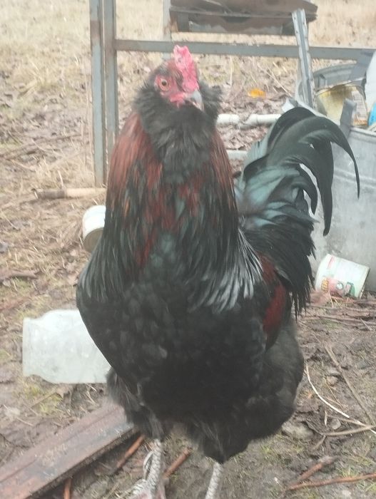 Питухи,Амераукана,и битнамцы.