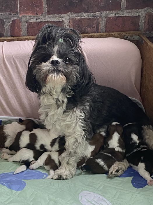 Shih tzu z trzypokoleniowym rodowodem do rezerwacji