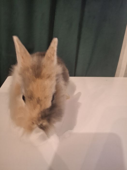 Króliczek królik miniaturka
