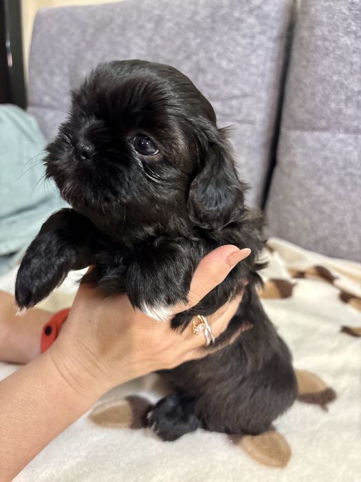 Shih Tzu czarna, malutka suczka, gen blue REZERWACJA