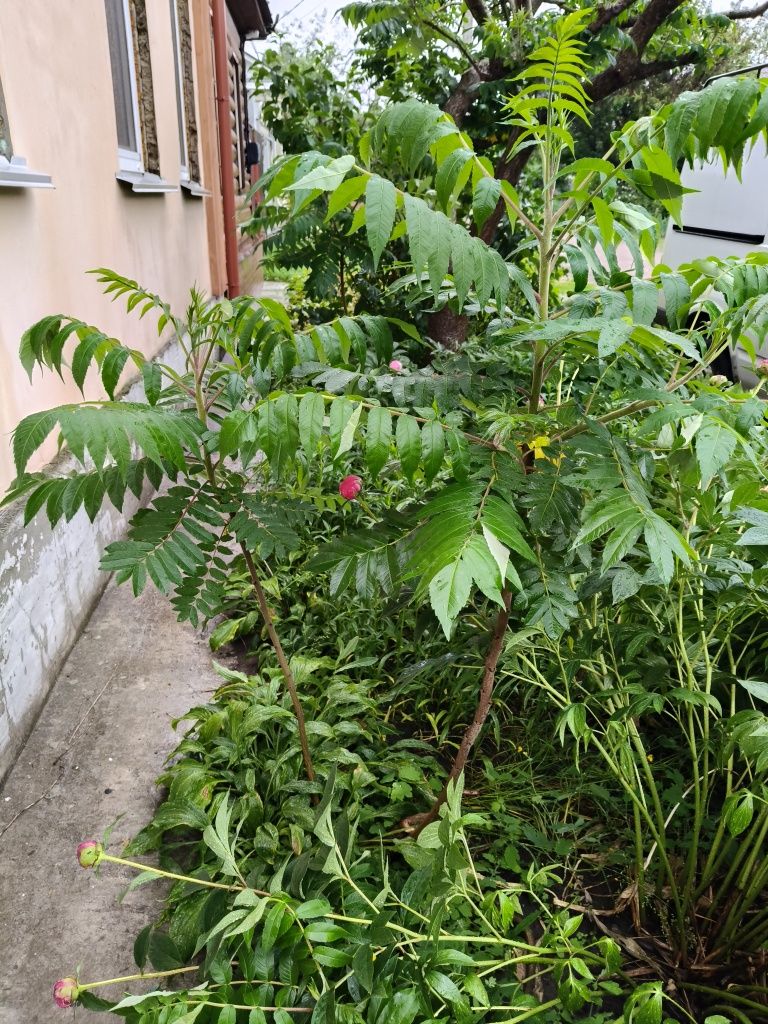 Оцтове дерево (сумах)