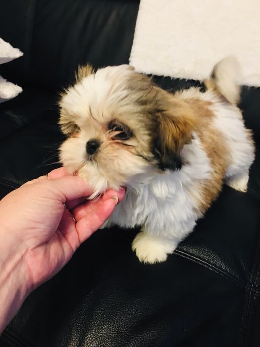 Shih tzu szczeniaczek