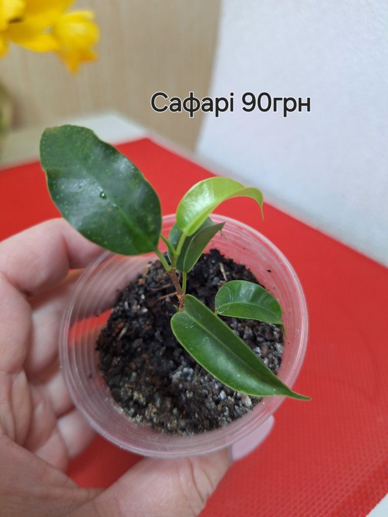 Малюка Фікусята Сафарі