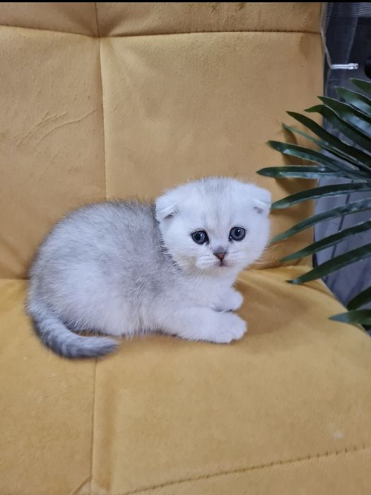 Серебристая шиншилла, срібна шиншила хлопчик шотландский котёнок