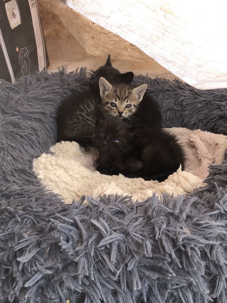 Gatinhos para adoção