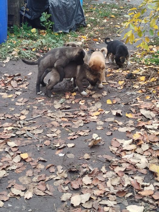 Віддамо в добрі руки