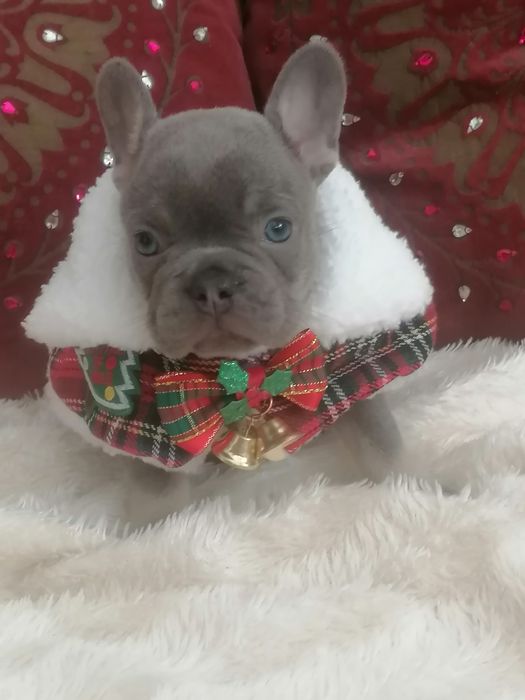 Bulldog lilac menino