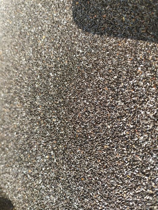 Nasiona melisy melisa 2025