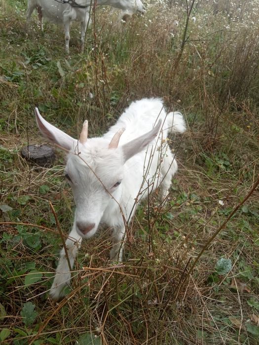 Продам  козлят, выкормлены на молоке!