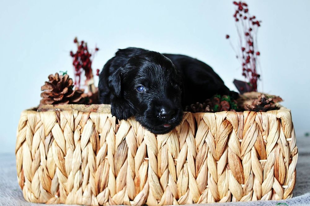 Flat coated retriever czarny piesek