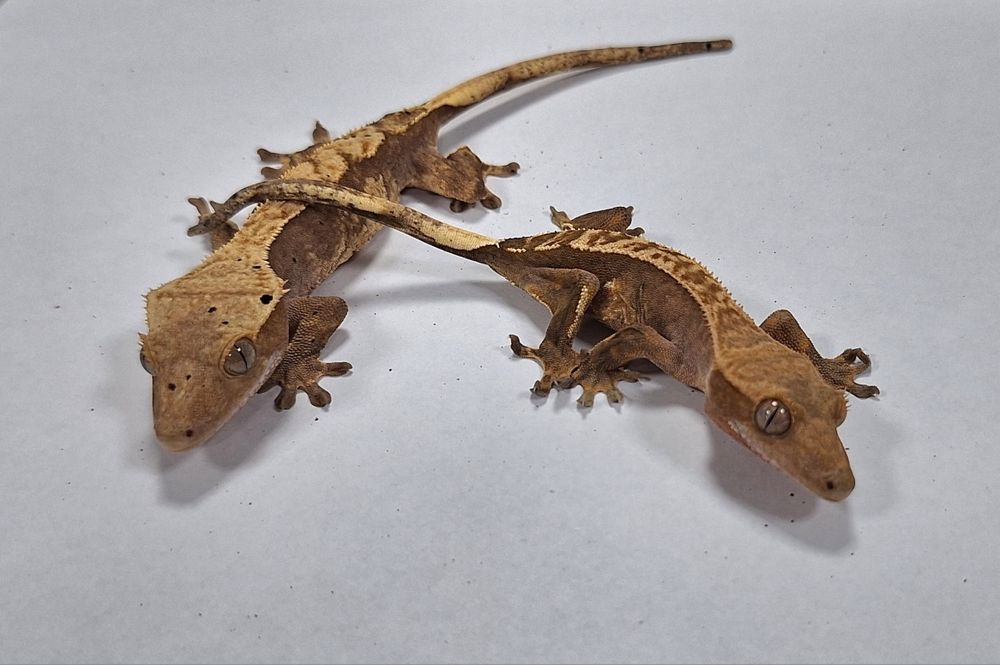 Gekon orzęsiony samica