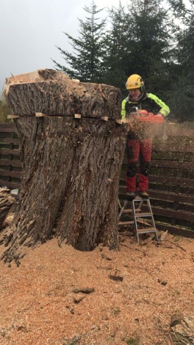 Wycinka drzew metodą alpinistyczną i tradycyjną