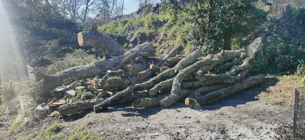 Madeira de Sobreiro