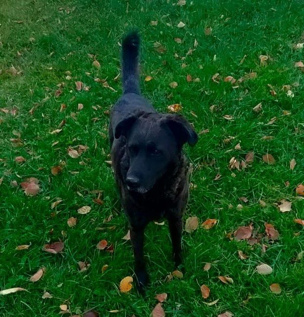 Oddam psa w dobre ręce