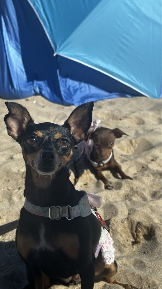 pet sitting / walking