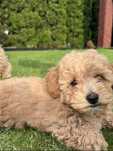 Bichpoo/Poochon/Maltipoo. Pudel/Bichon Frise