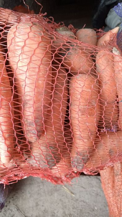 Продаю моркву,буряк,картоплю,ячмінь