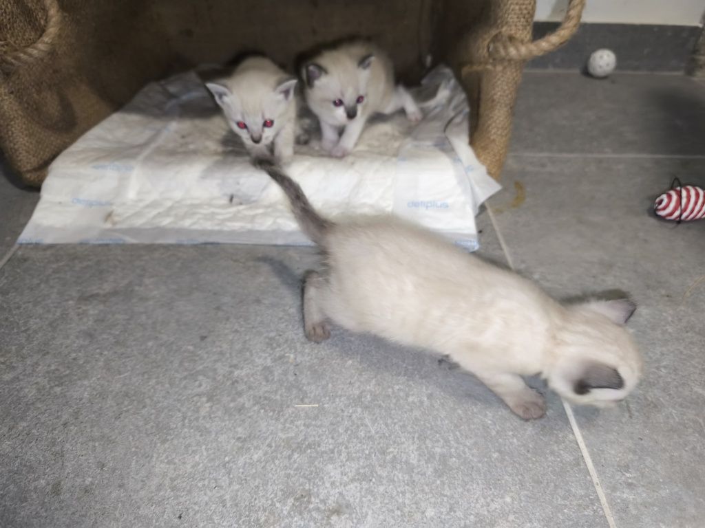 Gatinhas para adoção