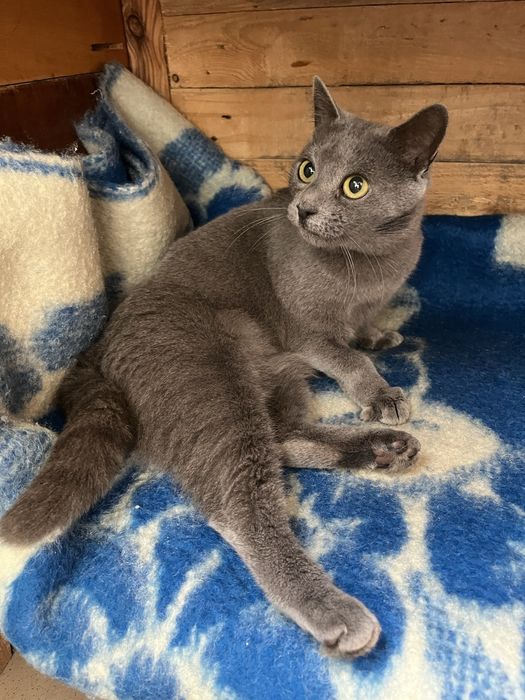 Кошечка стерилизована привита