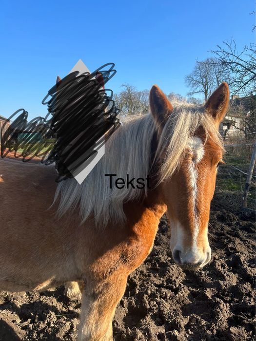 Sprzedam kasztanowatą klacz