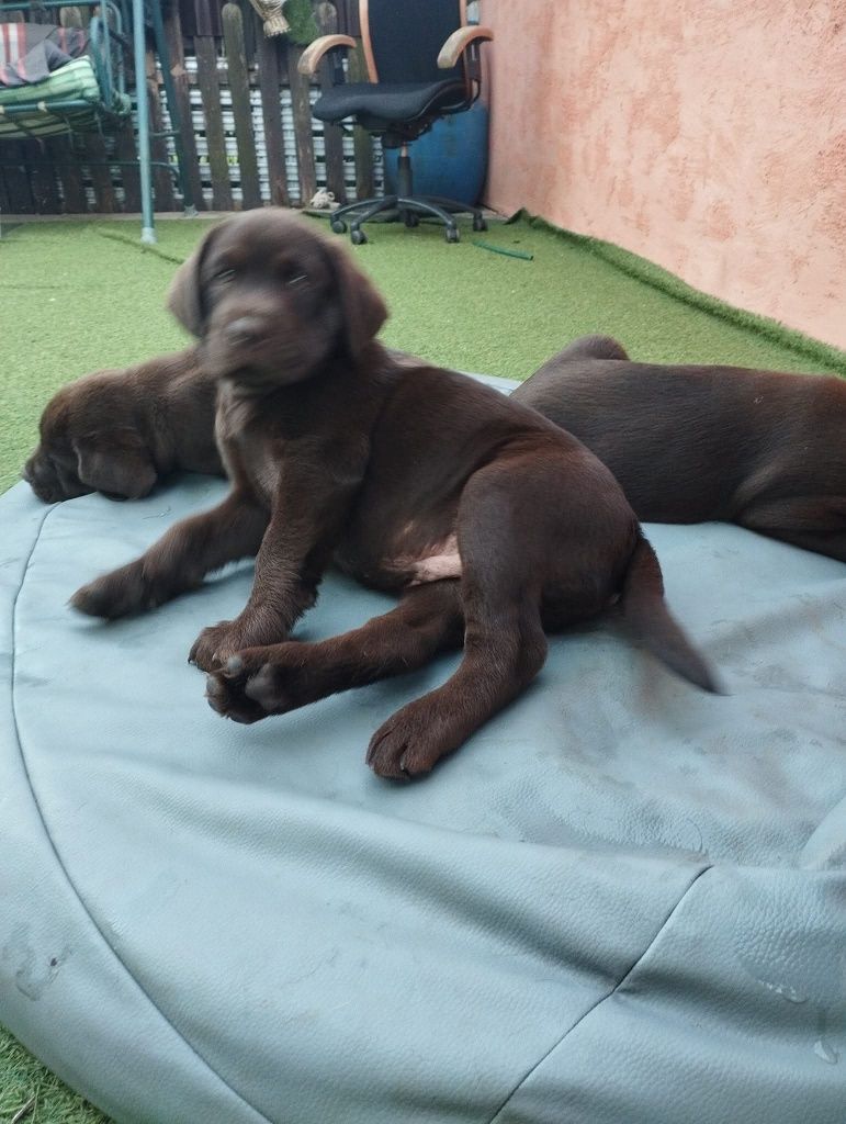 Labrador czekoladowy szczeniak