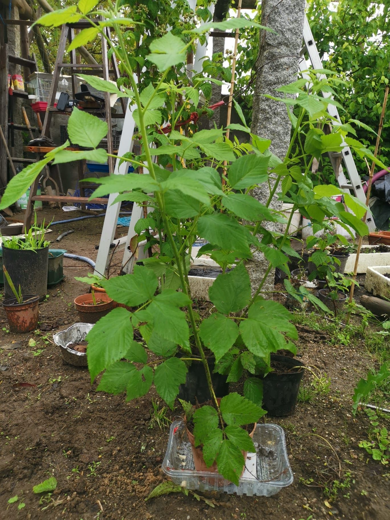 Pés Plantas framboesas vermelhas ( preço conforme quantidade)